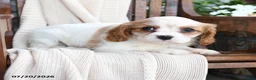 Cavapoo dogs for sale: Cherries - Ad 3