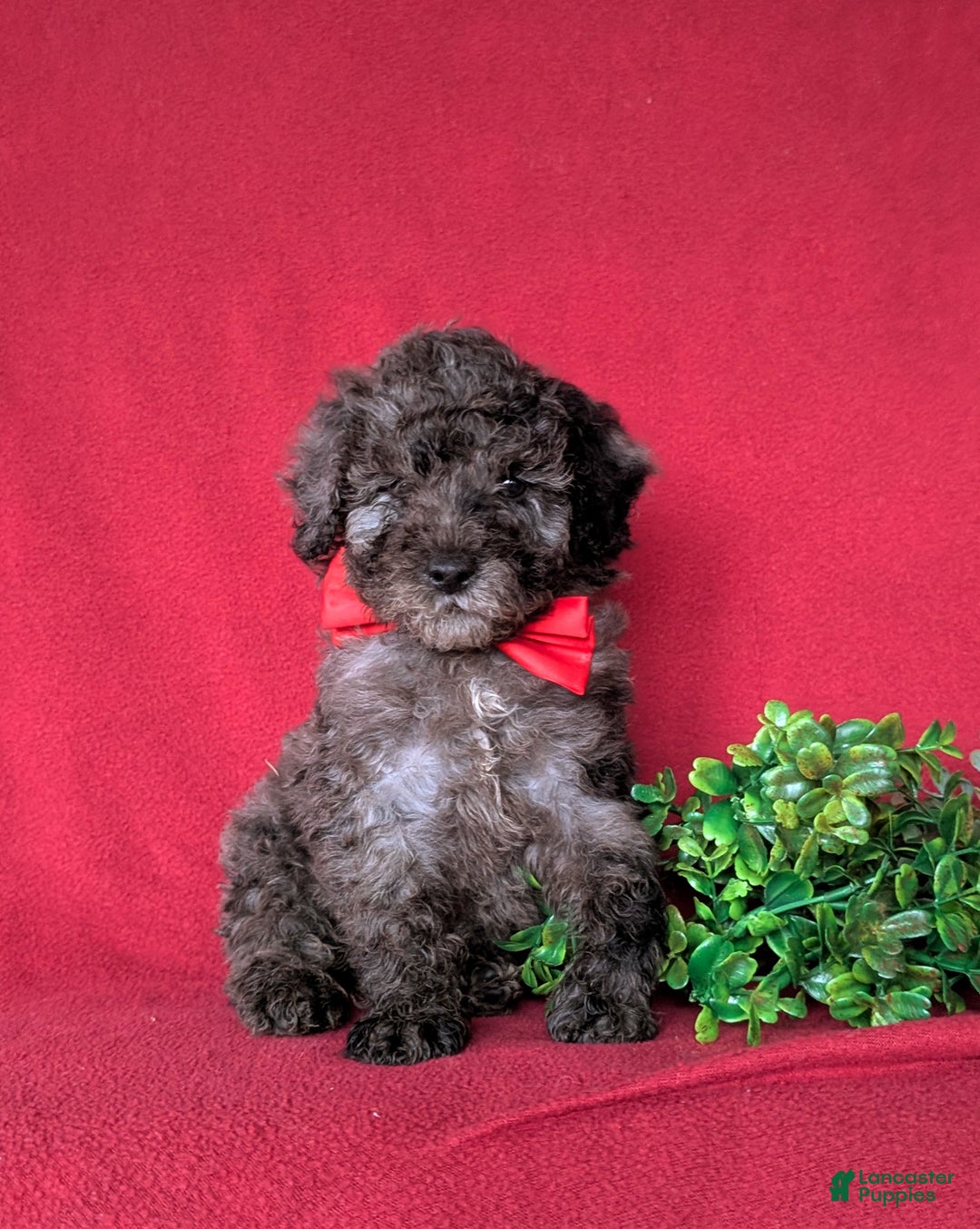 Miniature Poodle dogs for sale: Wesley - Ad 3
