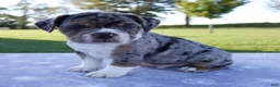 Beabull dogs for sale: Archer - Ad 5