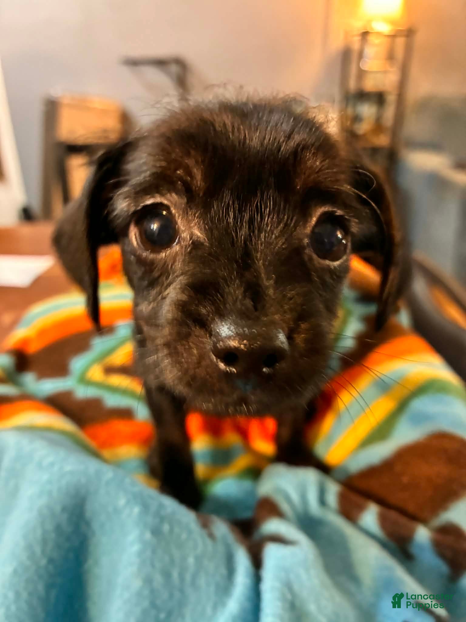 Mixed Breed dogs Mixed Breed Puppy 2 - Ad 42