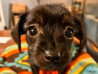 Mixed Breed dogs Mixed Breed Puppy 2 - Ad 42