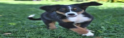 Bernese Mountain Dog dogs for sale: Kallia - Ad 10