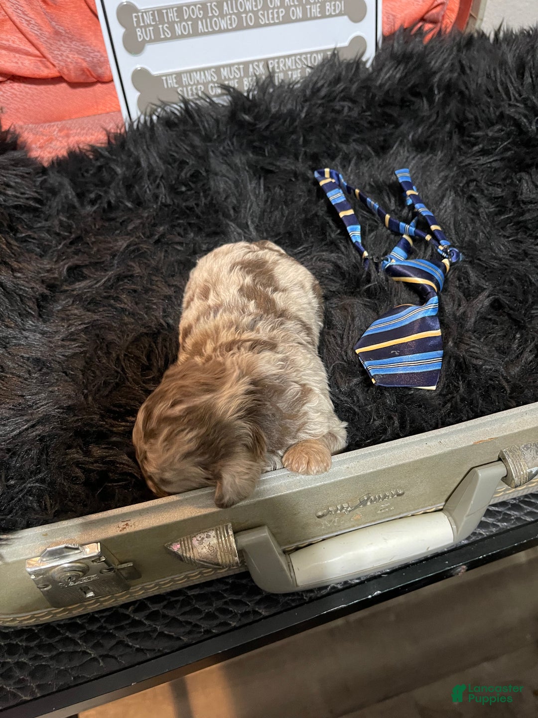 Miniature Poodle dogs for sale: Miniature Poodle Puppy 1 - Ad 24