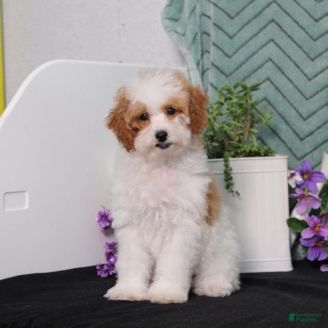 Miniature Poodle dogs BJs Yogert - Ad 2