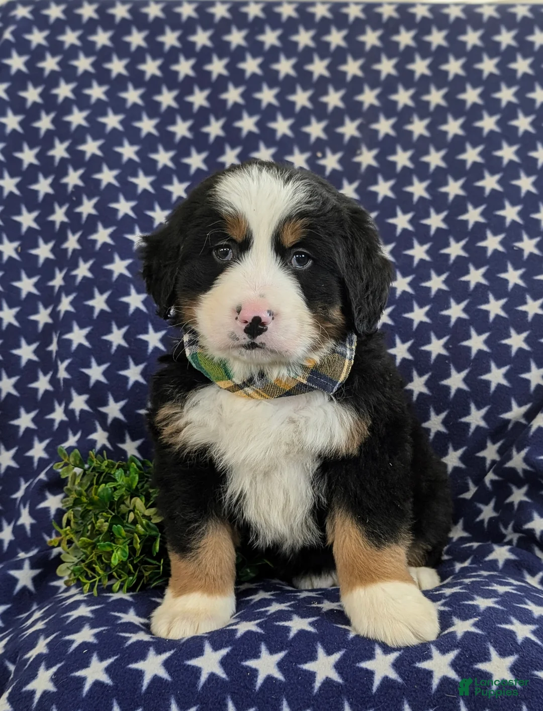 Bernese Mountain Dog dogs for sale: Donegan - Ad 2