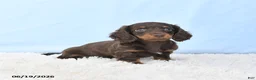 Miniature Dachshund dogs for sale: Ida - Ad 3