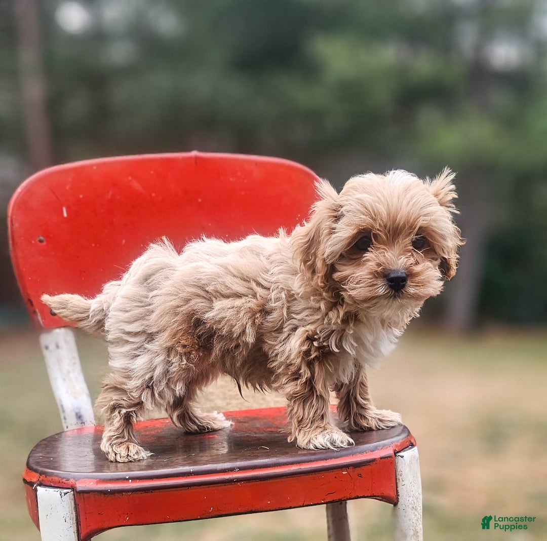 Cavapoo dogs for sale: Zack - Ad 1