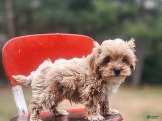 Cavapoo dogs Zack - Ad 9