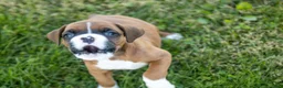 Boxer dogs for sale: Flower - Ad 5