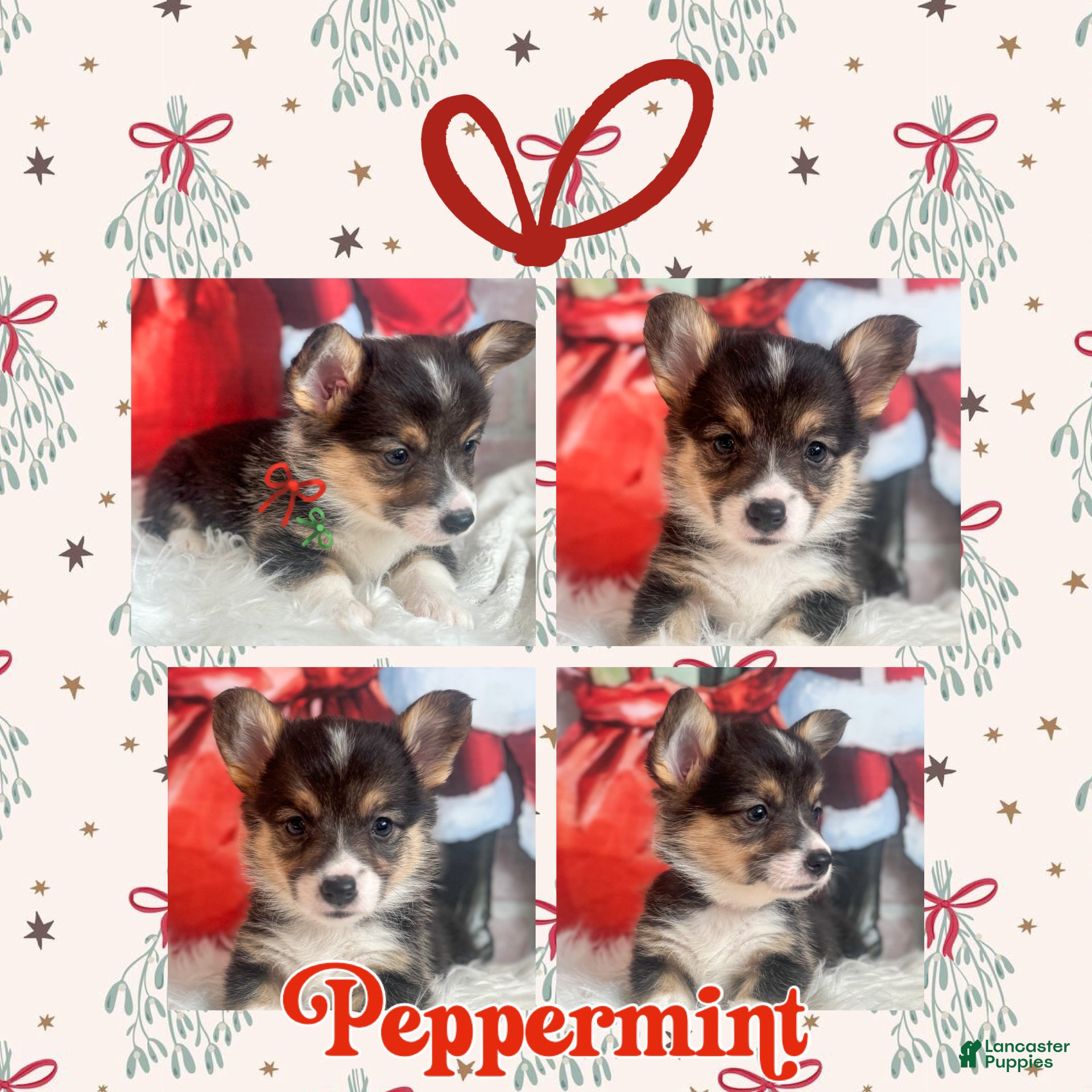 Welsh Corgi Pembroke dogs Peppermint  - Ad 1