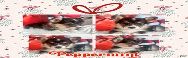 Peppermint 