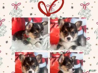 Welsh Corgi Pembroke dogs Peppermint - Ad 34