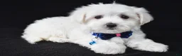 Maltese dogs for sale: Toby - Ad 4