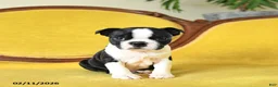 Boston Terrier dogs for sale: Roscoe - Ad 9