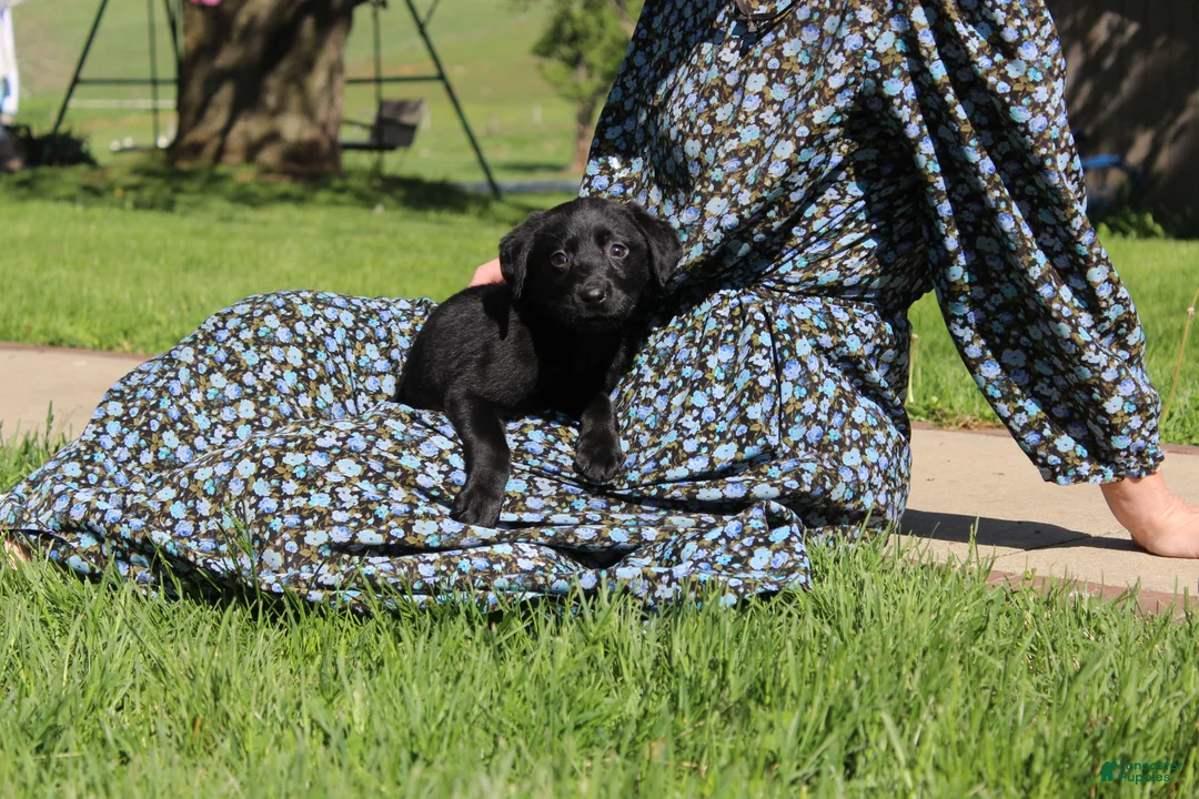 Labrador Retriever dogs for sale: Labrador Retriever Willow - Ad 1