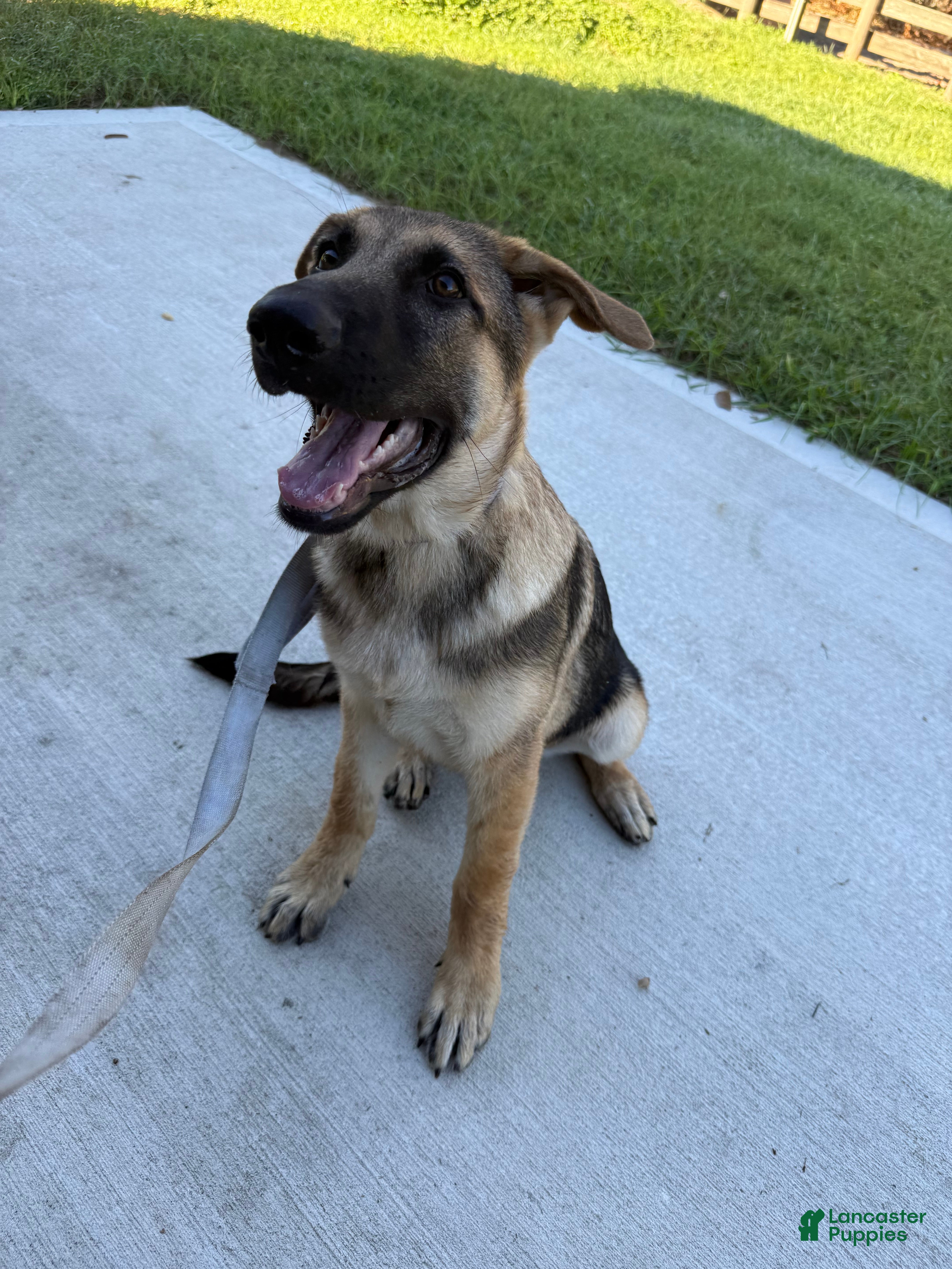 German Shepherd dogs Desert - Ad 1