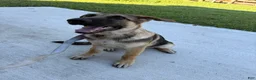 German Shepherd dogs for sale: Desert - Ad 1