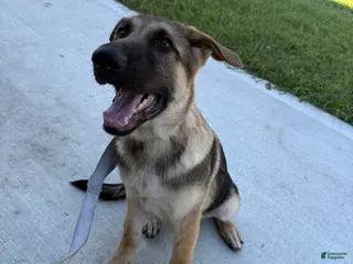 German Shepherd dogs Desert - Ad 1