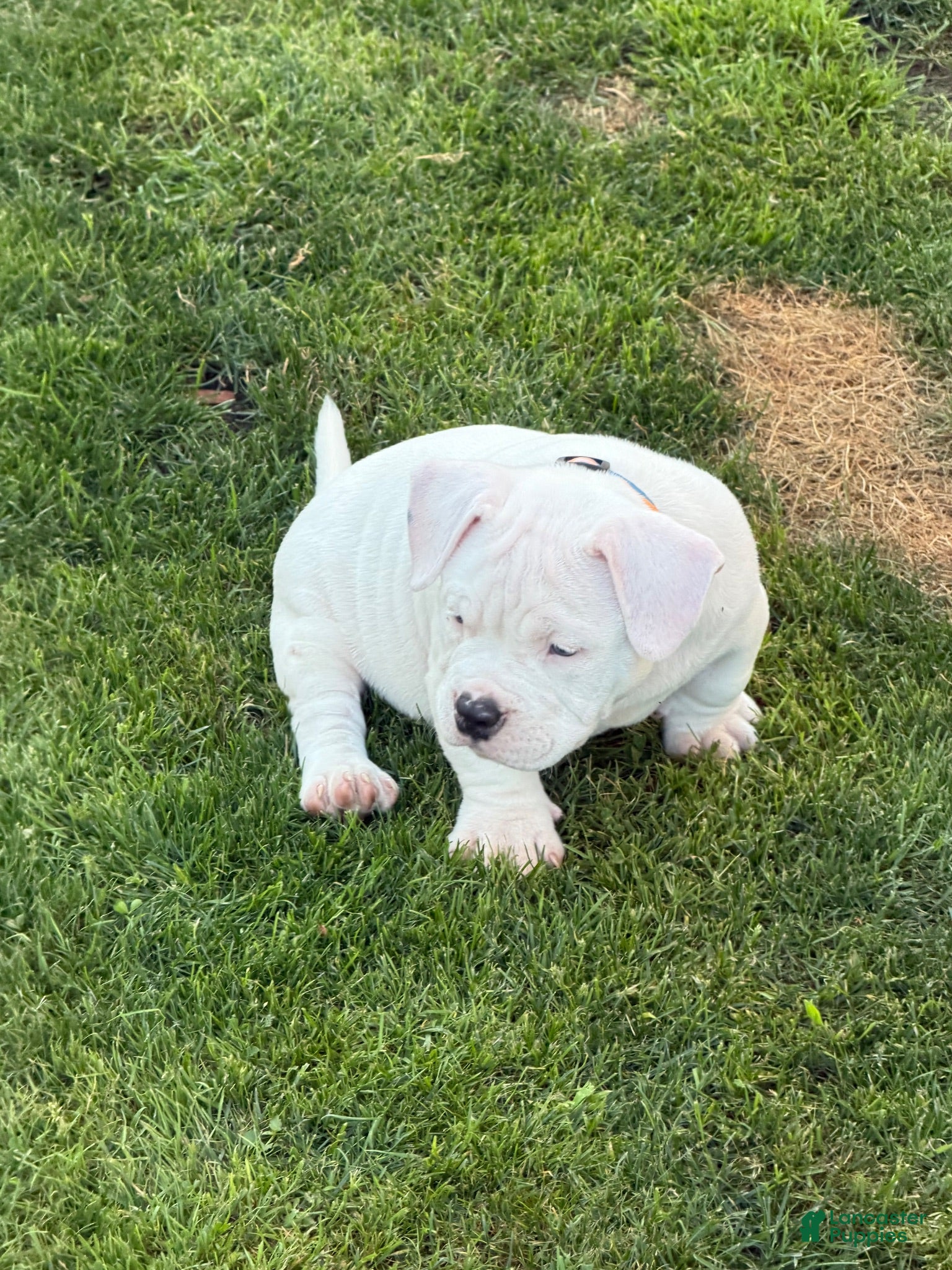 American Bulldog dogs Princess  - Ad 20