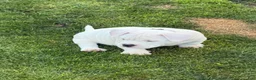 American Bulldog dogs for sale: Princess  - Ad 1