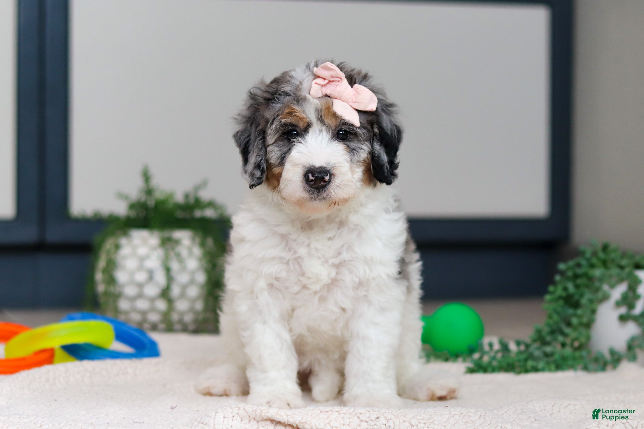 Mini Bernedoodle dogs Jasmine - Ad 36