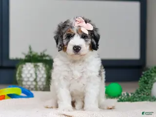 Mini Bernedoodle dogs Jasmine - Ad 36