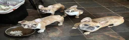 French Bulldog dogs for sale: French Bulldog 1 - Ad 11