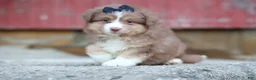 Miniature Australian Shepherd dogs for sale: LUCKY - Ad 4