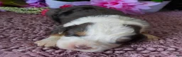 Mini Bernedoodle dogs for sale: #6 Male (Splash's) - Ad 1