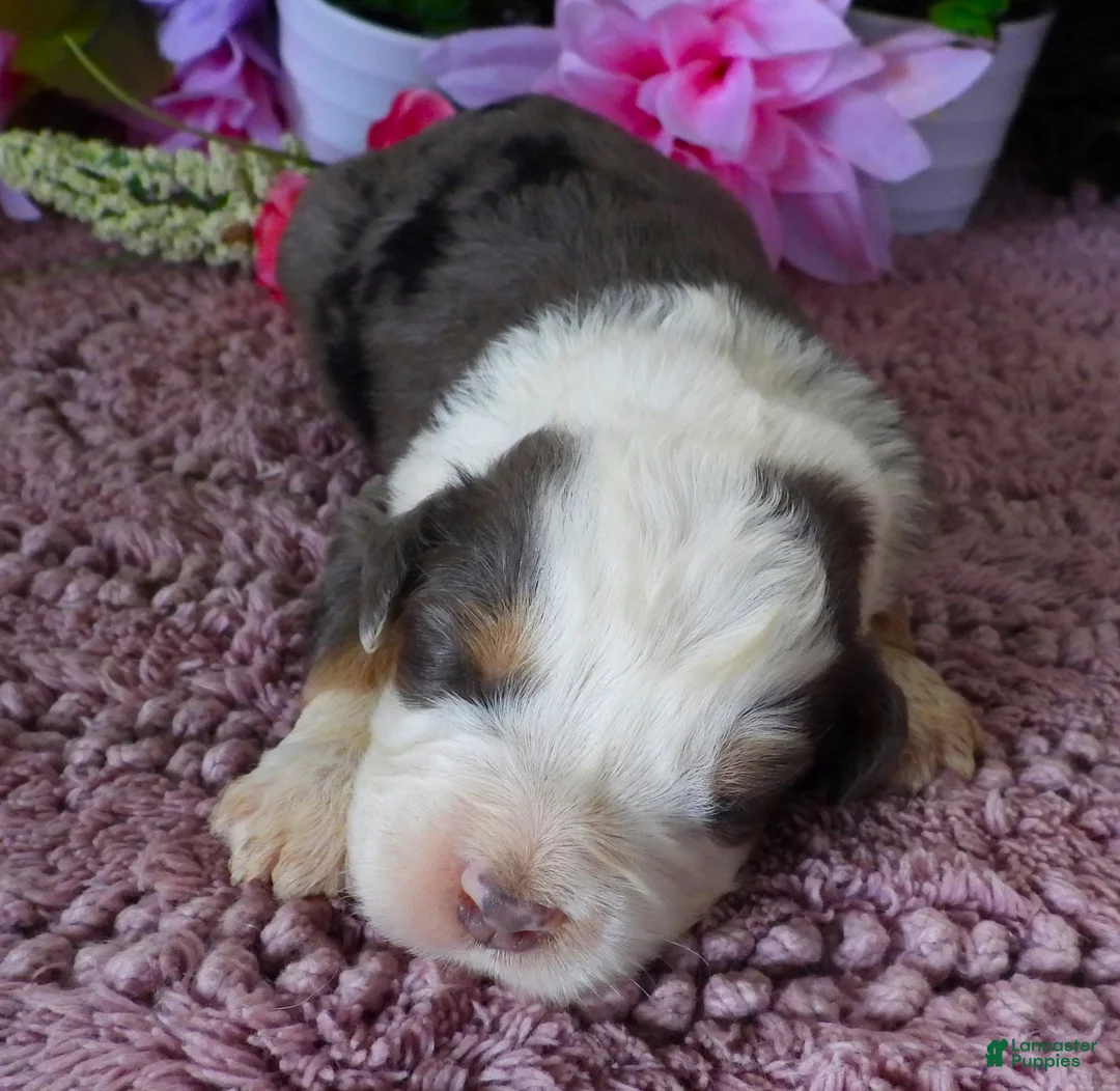 Mini Bernedoodle dogs for sale: #6 Male (Splash's) - Ad 1
