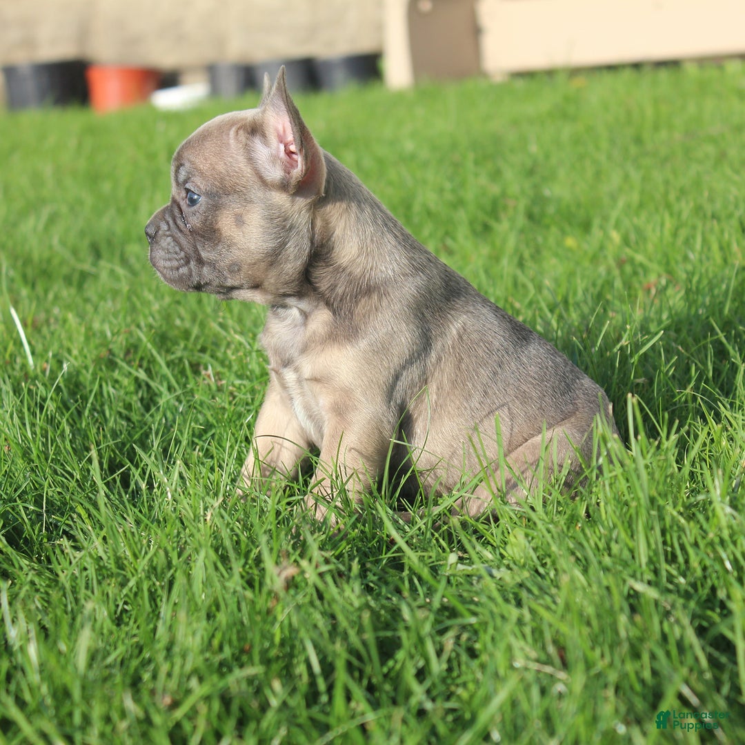 French Bulldog dogs for sale: Alaina - Ad 8