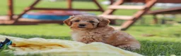 Yorkiepoo dogs for sale: Asher - Ad 9