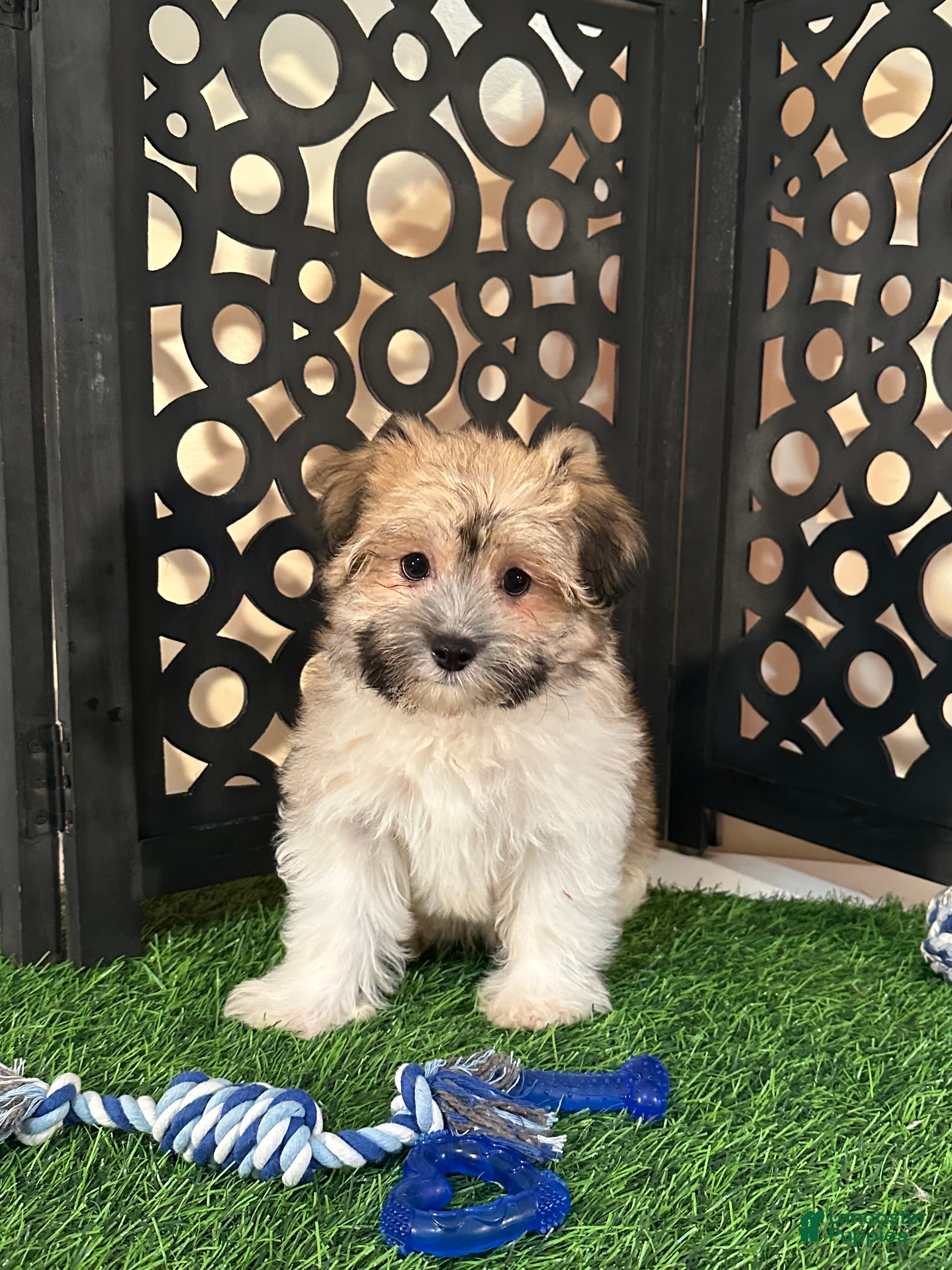 Havanese dogs Buddy Happy Male Havanese Puppy - Ad 2