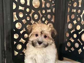 Havanese dogs Buddy Happy Male Havanese Puppy - Ad 2