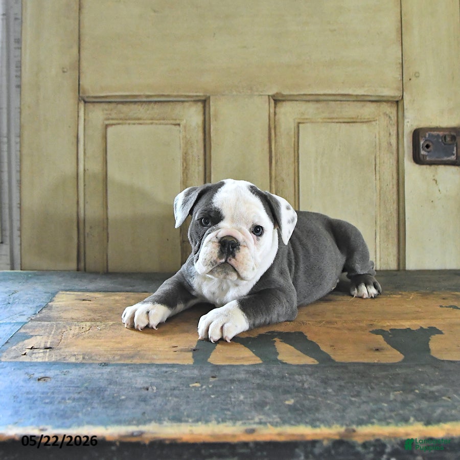 English Bulldog dogs Stella - Ad 2