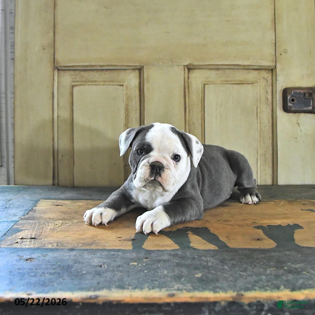 English Bulldog dogs for sale: Stella - Ad 2