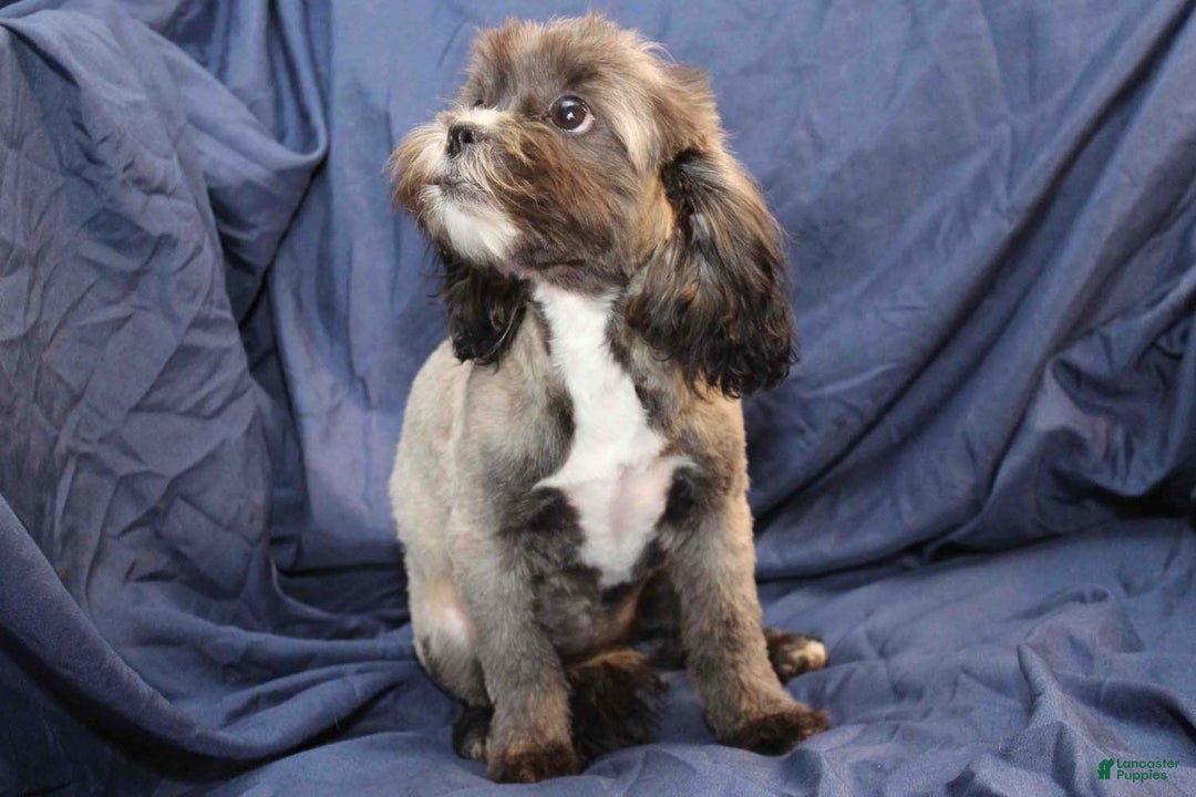 Shihpoo dogs for sale: Victoria - Ad 2