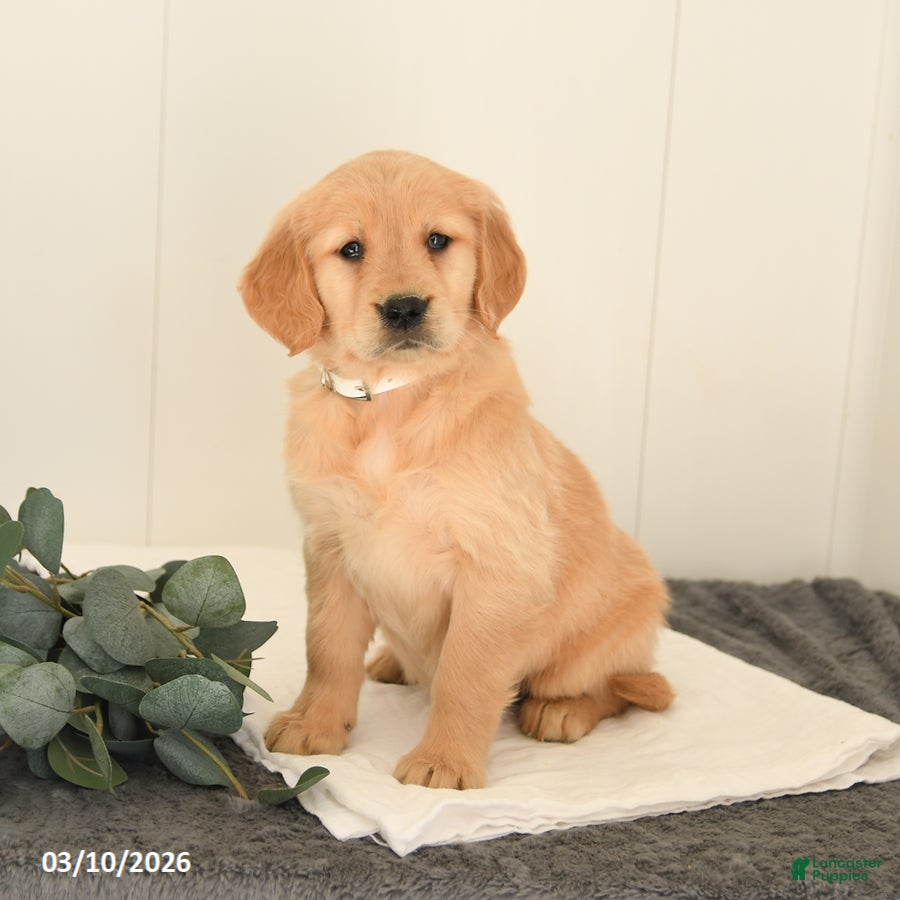 Golden Retriever dogs Montana - Ad 2