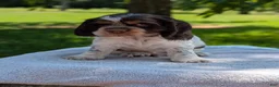 Cocker Spaniel dogs for sale: Bruno - Ad 6