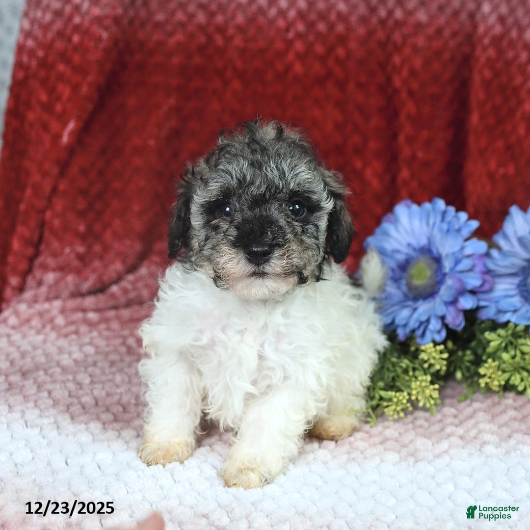Miniature Poodle dogs for sale: Melissa - Ad 3