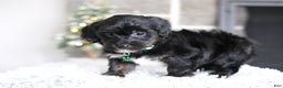 Yorkiepoo dogs for sale: Winston - Ad 3