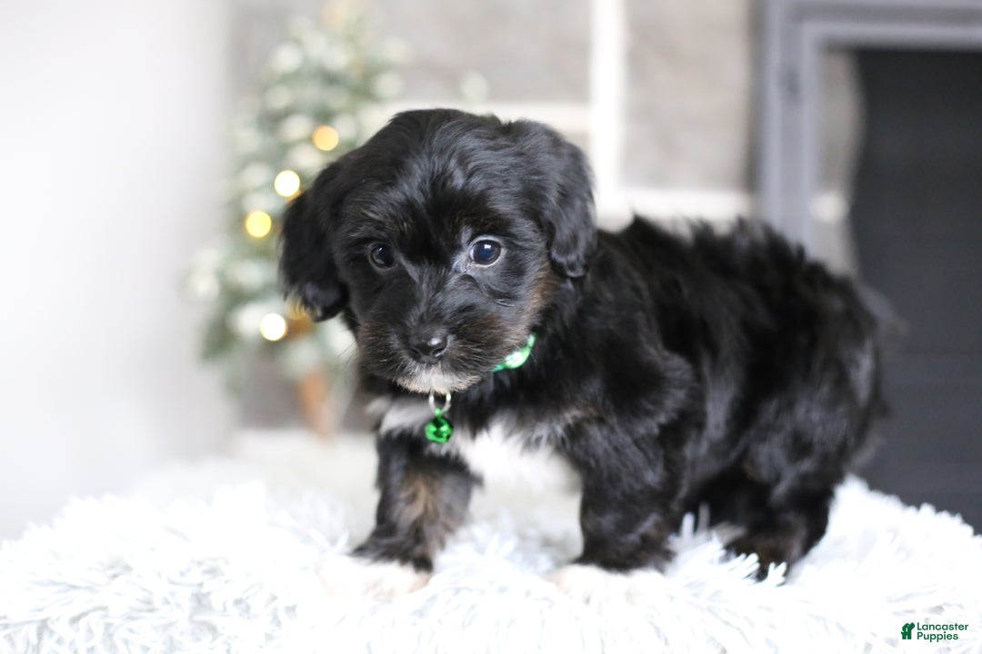 Yorkiepoo dogs for sale: Winston - Ad 3