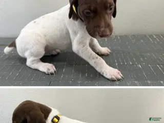 German Shorthaired Pointer dogs Jaime - Ad 11