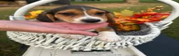 Beagle dogs for sale: Beagle 1 - Ad 1