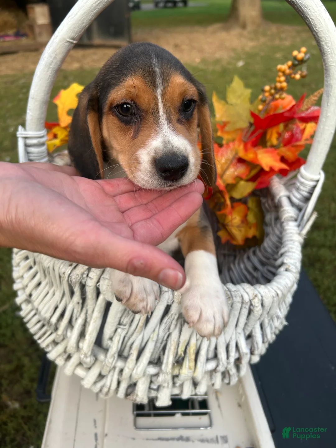 Beagle dogs for sale: Beagle 1 - Ad 1