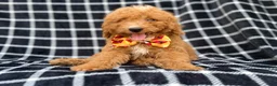 Mini Goldendoodle dogs for sale: Lenny - Ad 1
