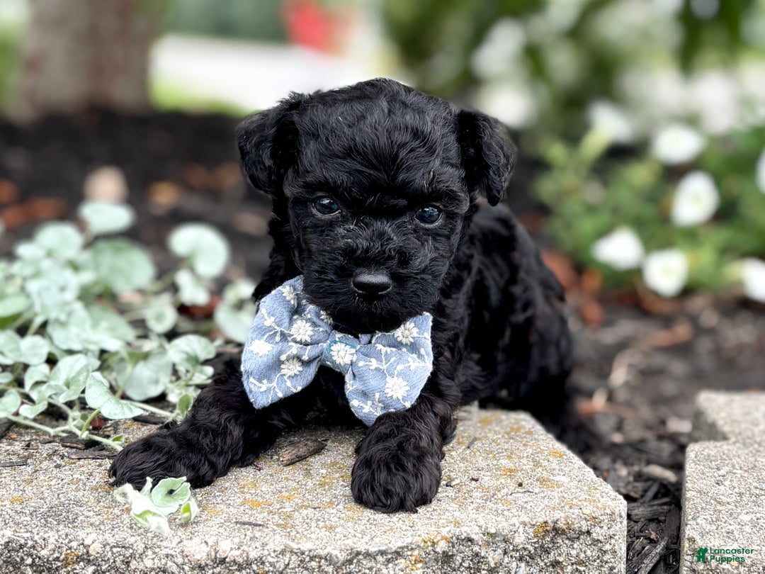 Toy Poodle dogs for sale: Smacker - Ad 12