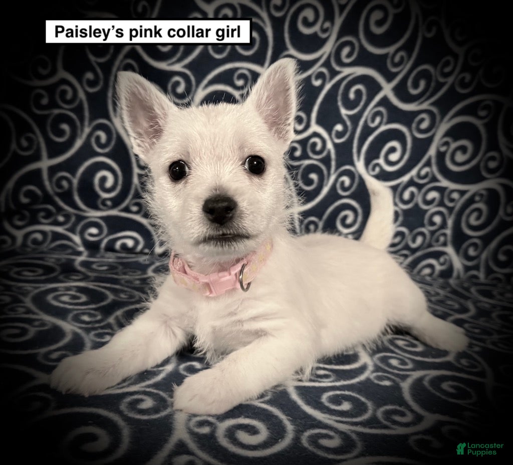 West Highland Terrier dogs AKC Paisley's Pink Collar Female - Ad 4