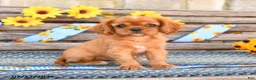 Cavalier King Charles Spaniel dogs for sale: Tinker - Ad 1