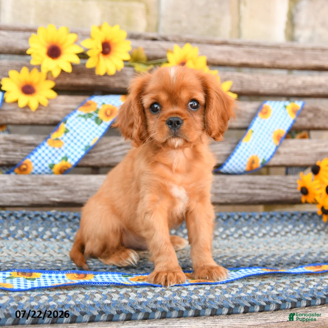 Cavalier King Charles Spaniel dogs for sale: Tinker - Ad 1